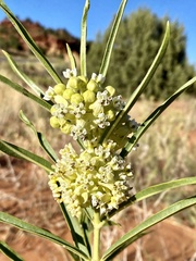 Asclepias labriformis