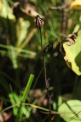 Ophrys insectifera