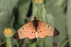 Acraea caldarena