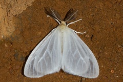 Marblepsis