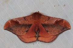 Goodia kuntzei
