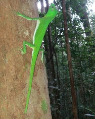 Lyriocephalus scutatus