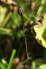 Ophrys insectifera