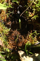Ophrys insectifera
