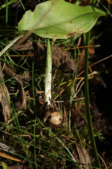 Ophrys insectifera