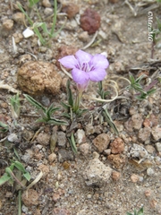 Dyschoriste decumbens