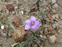 Dyschoriste decumbens