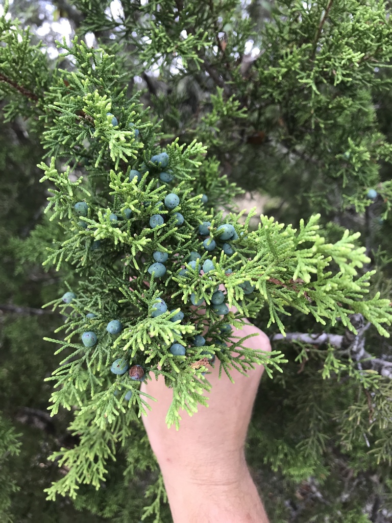 Ashe juniper from Balcones Canyonlands National Wildlife Refuge, Lago