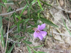 Dyschoriste decumbens