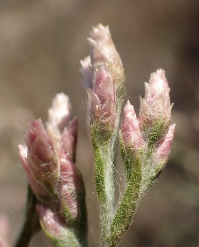 Pink Cudweed