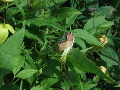 Clematis serratifolia