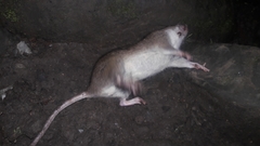 Niviventer fulvescens