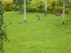 Oryctolagus cuniculus