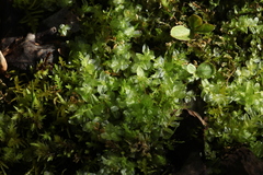 Plagiomnium ellipticum