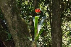 Clivia caulescens