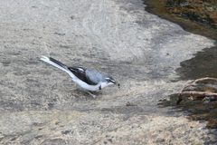 Motacilla clara