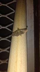 Pilocrocis ramentalis