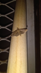 Pilocrocis ramentalis