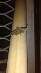 Pilocrocis ramentalis