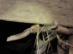 Ranoidea pearsoniana