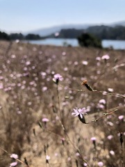 Lessingia arachnoidea