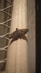 Pilocrocis ramentalis