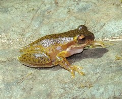 Ranoidea pearsoniana