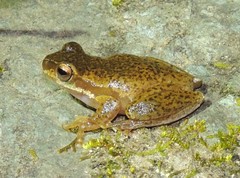 Ranoidea pearsoniana