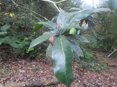 Amphitecna apiculata