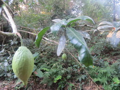 Amphitecna apiculata