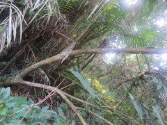 Amphitecna apiculata