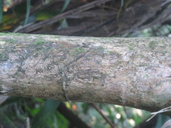 Amphitecna apiculata