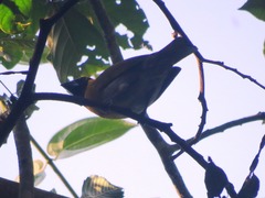 Caryothraustes poliogaster