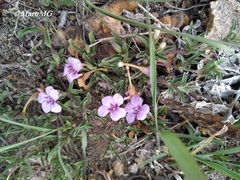 Dyschoriste decumbens