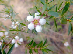 Leptospermum grandifolium
