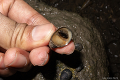 Neripteron violaceum