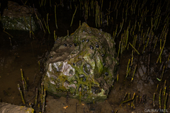 Neripteron violaceum