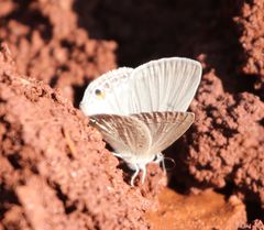 Euchrysops malathana