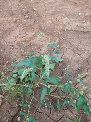 Persicaria tomentosa