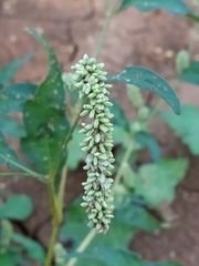 Persicaria tomentosa
