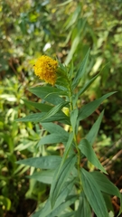 Solidago elongata
