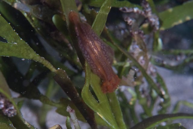 Stalked Trumpet Jelly