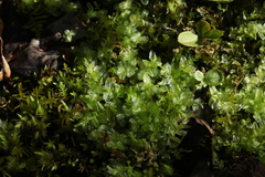 Plagiomnium ellipticum