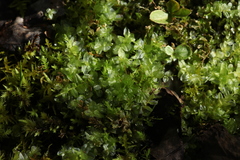 Plagiomnium ellipticum