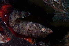 Apletodon pellegrini
