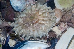 Scutellastra barbara