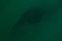 Bathytoshia brevicaudata