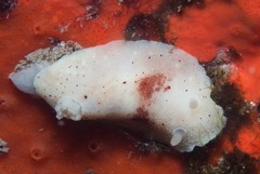 Cadlina