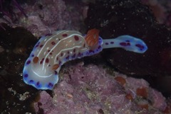 Hypselodoris capensis