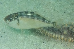 Two-Tone Fingerfin photo 4